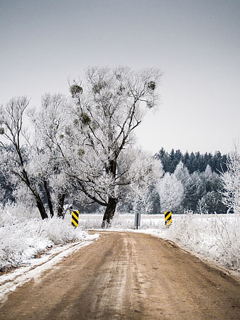 Frosty Winter Dirt Road Leading to Snowy Forest