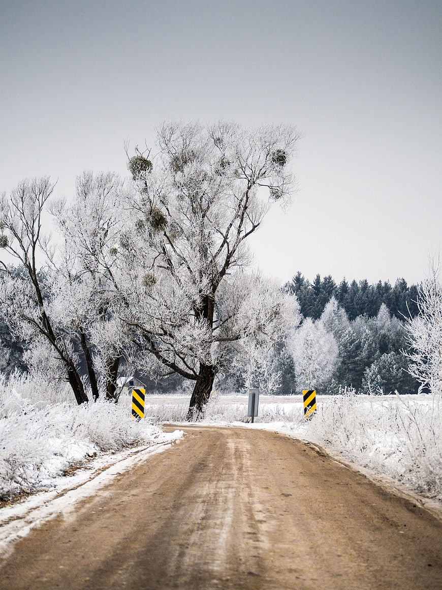 Frosty Winter Dirt Road Leading to Snowy Forest