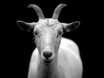 Black and white portrait of a goat with horns