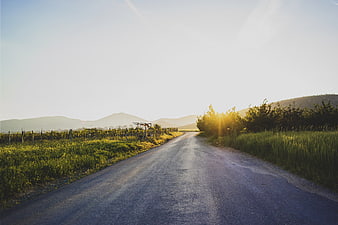 Sunlit Country Road Through Vineyard at Sunset