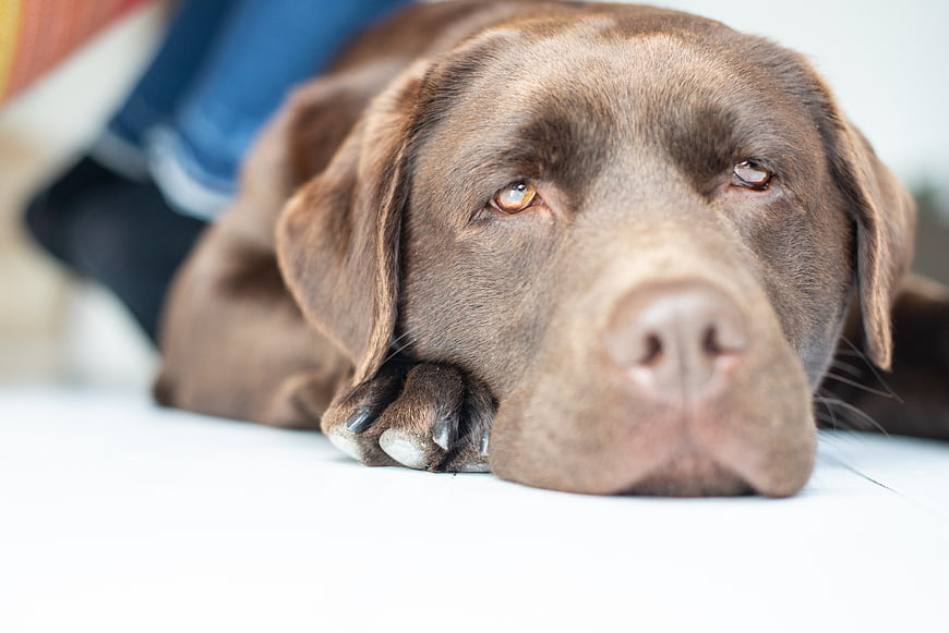 Close-up of a sleepy chocolate Labrador resting on a white floor