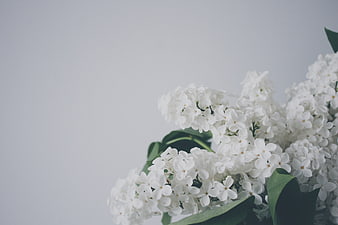 White lilac flowers on a clean gray background