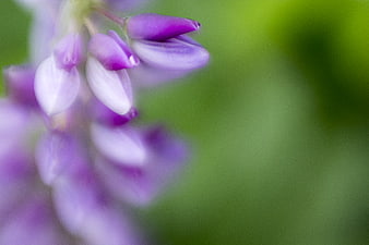 Close-up of purple lupine flower with green background