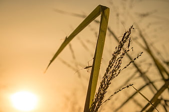 Insects on grass stalks against golden sunset background
