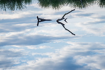 Abstract reflection of branches and sky in calm water