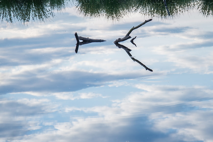 Abstract reflection of branches and sky in calm water