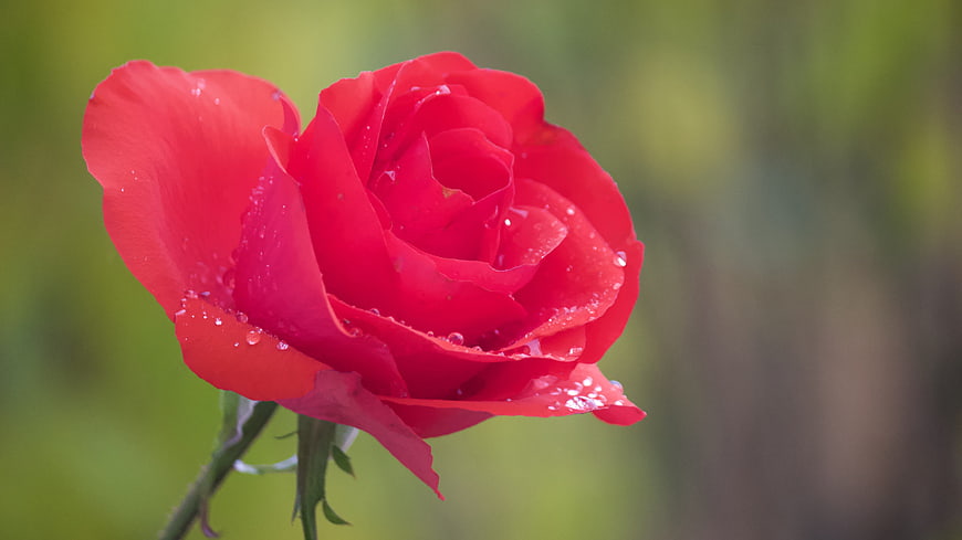 Close-up of a vibrant red rose with water droplets