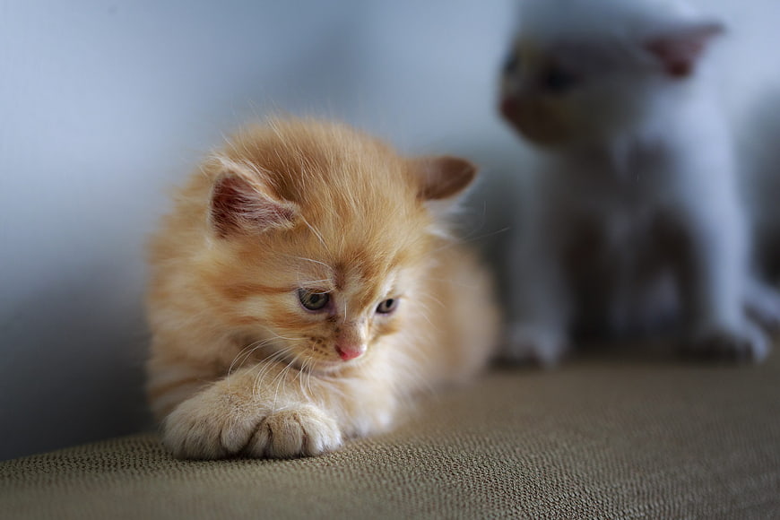 Fluffy Ginger Kitten Resting on Sofa with Blurred White Kitten
