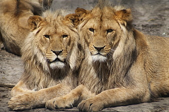 Two male lions resting together in the sun
