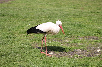 White Stork Standing on Green Grass Field