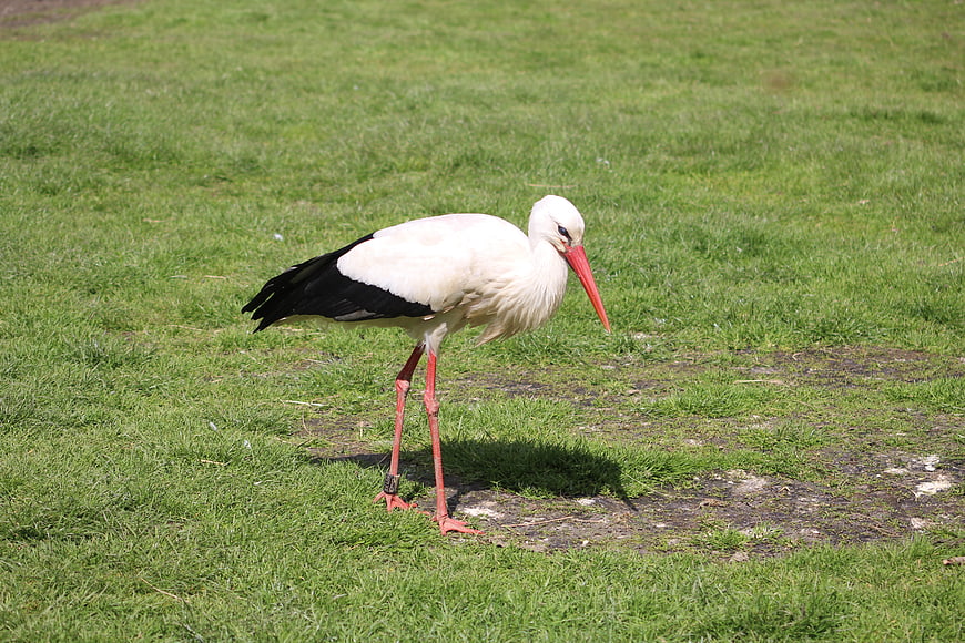 White Stork Standing on Green Grass Field