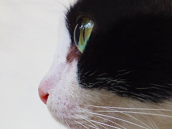 Close-up profile of a black and white cat with green eyes