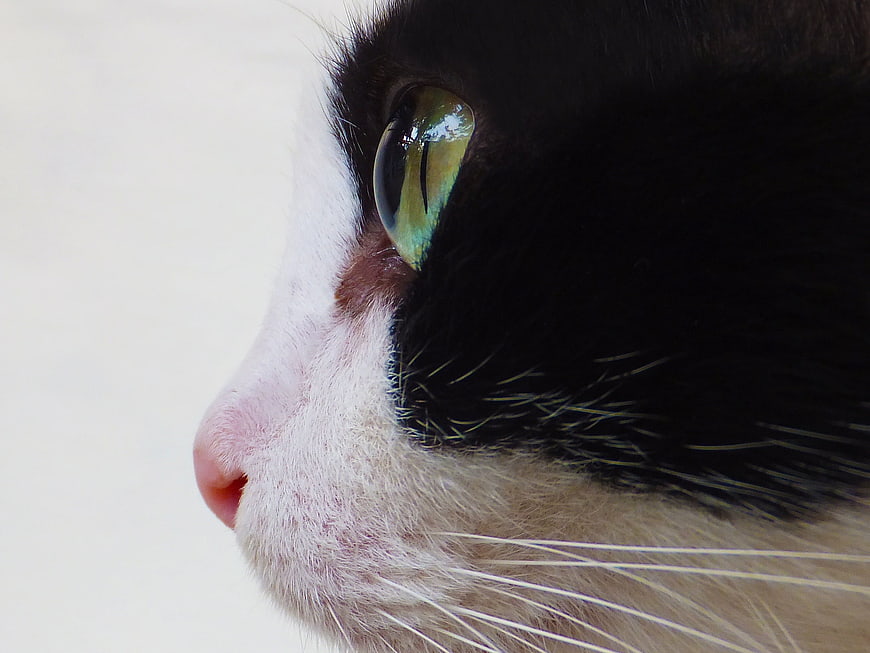 Close-up profile of a black and white cat with green eyes