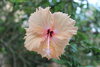 Close-up of a delicate peach hibiscus flower with blurred green background