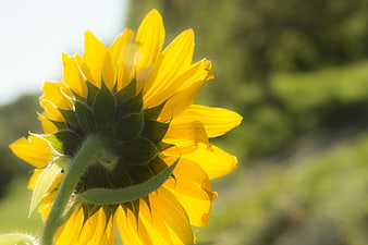 Close-up of a vibrant yellow sunflower in a field