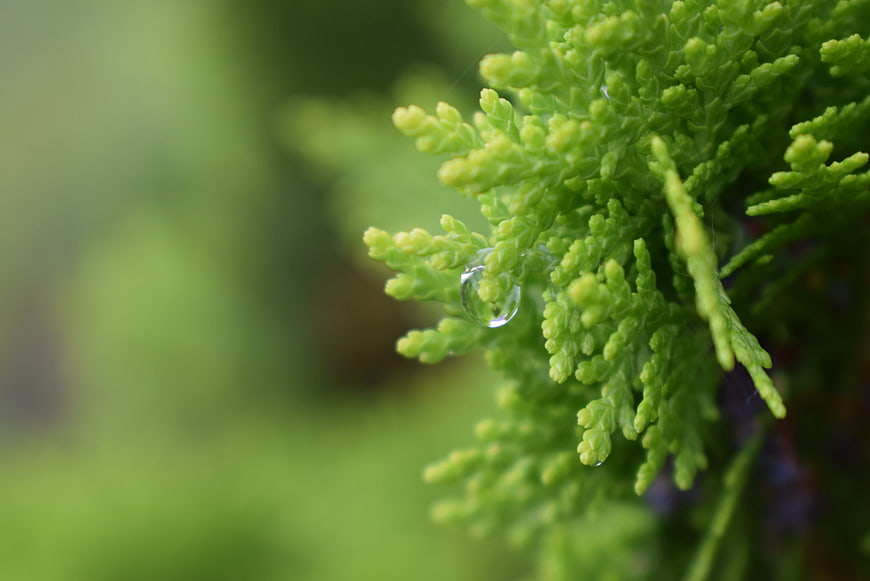 Close-up of green cedar branch with water droplet