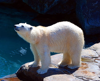 Polar Bear Standing on Rock by Blue Water