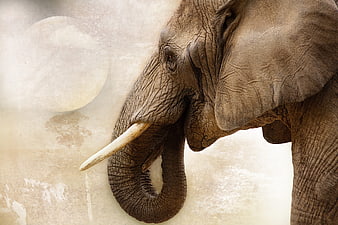 Close-up of African Elephant Head with Moon Background