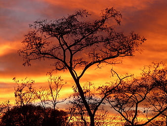 Silhouetted Acacia Tree Against Vibrant Orange Sunset Sky