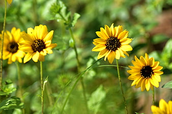Bright yellow wild sunflowers blooming in a green garden