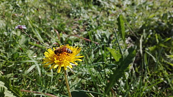 Honey Bee Pollinating Yellow Dandelion in Green Grass