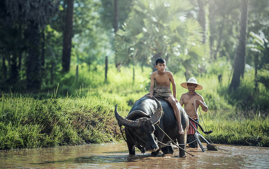 Boy Riding Water Buffalo in Rice Paddy Field