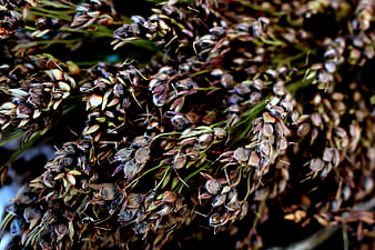 Close-up of dried broom corn seed heads texture