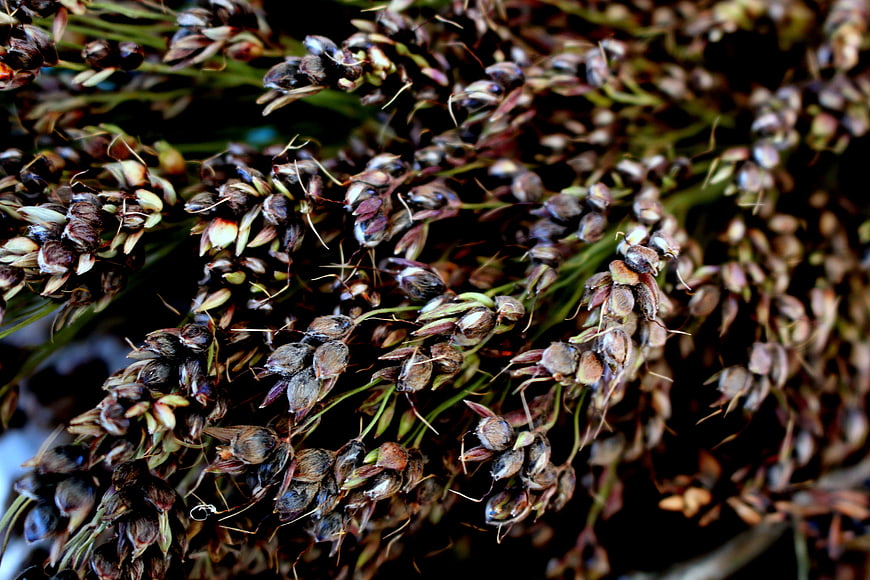 Close-up of dried broom corn seed heads texture