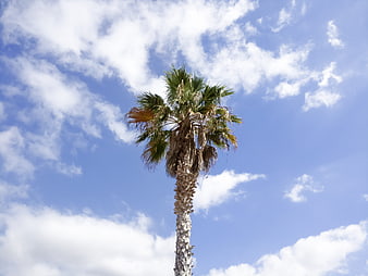 Tall palm tree against blue sky with white clouds