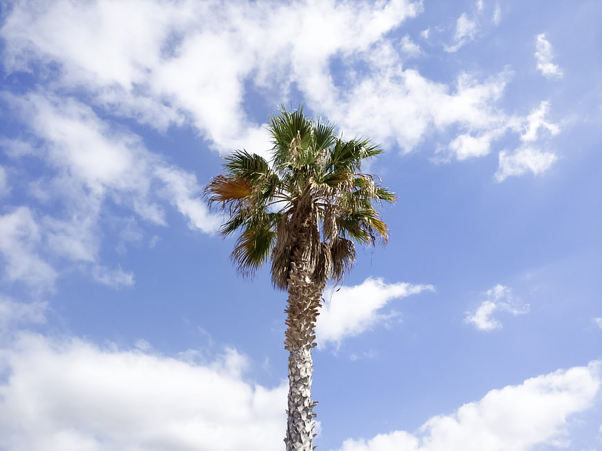 Tall palm tree against blue sky with white clouds