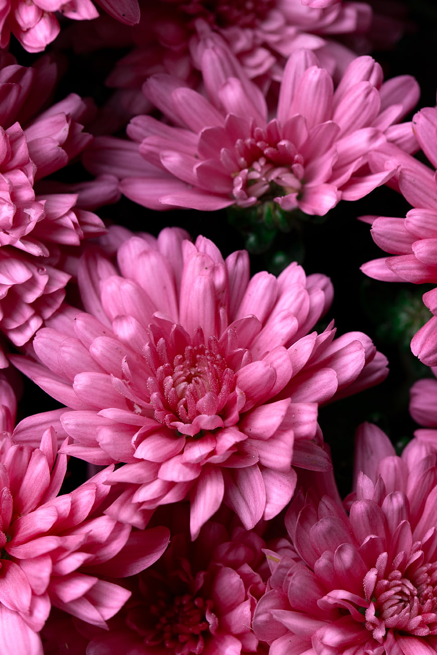 Close-up of vibrant pink chrysanthemum flowers