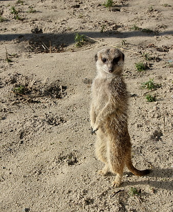 Meerkat Standing Alert on Sandy Ground