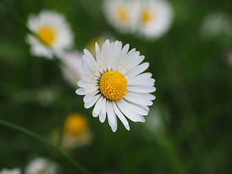Close-up of a white daisy with yellow center in a green field