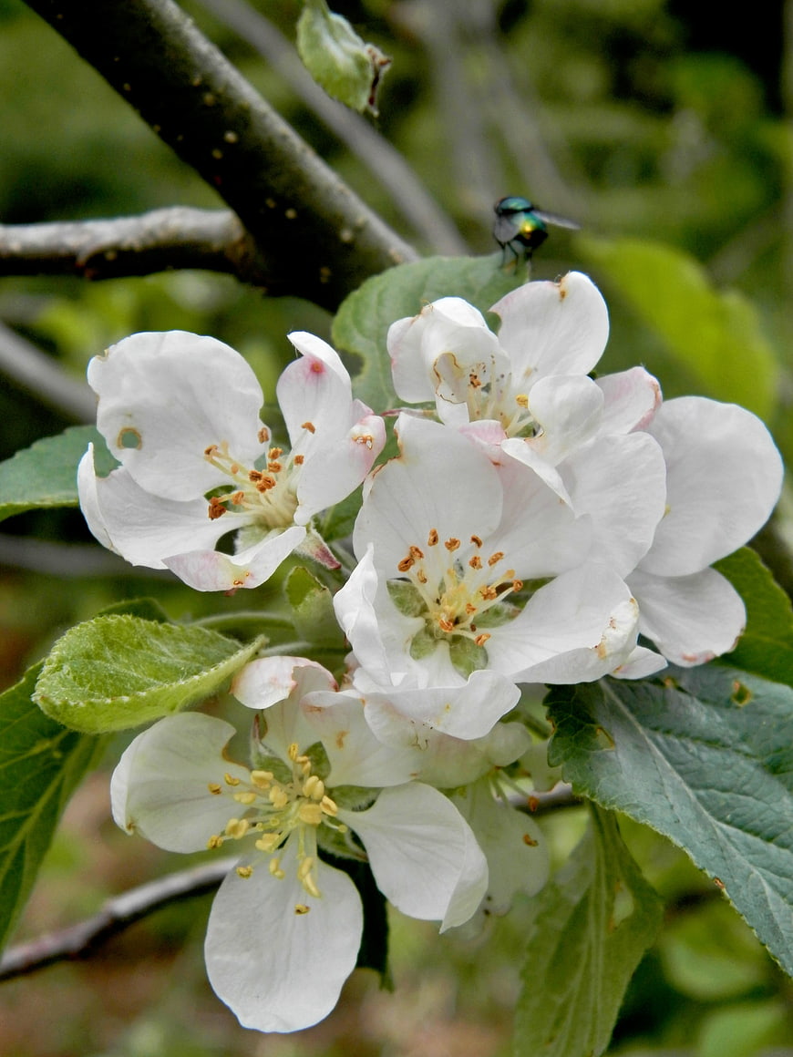 White Apple Blossoms with Green Fly on Branch