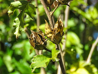 Dried Hibiscus Seed Pods on Branch in Sunlight
