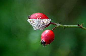 Moth resting on red rose hips against green background