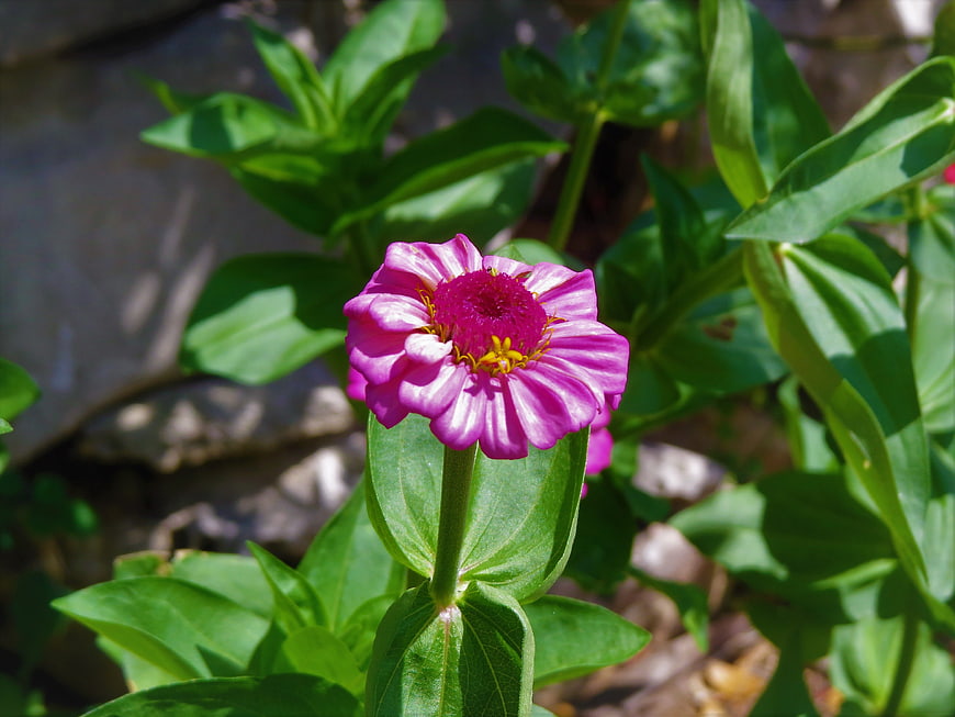 Pink Zinnia Flower in Garden