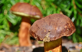 Chestnut Bolete Mushroom Closeup In Forest