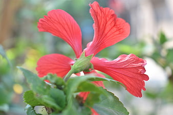 Vibrant Red Hibiscus Flower Close-Up in Garden