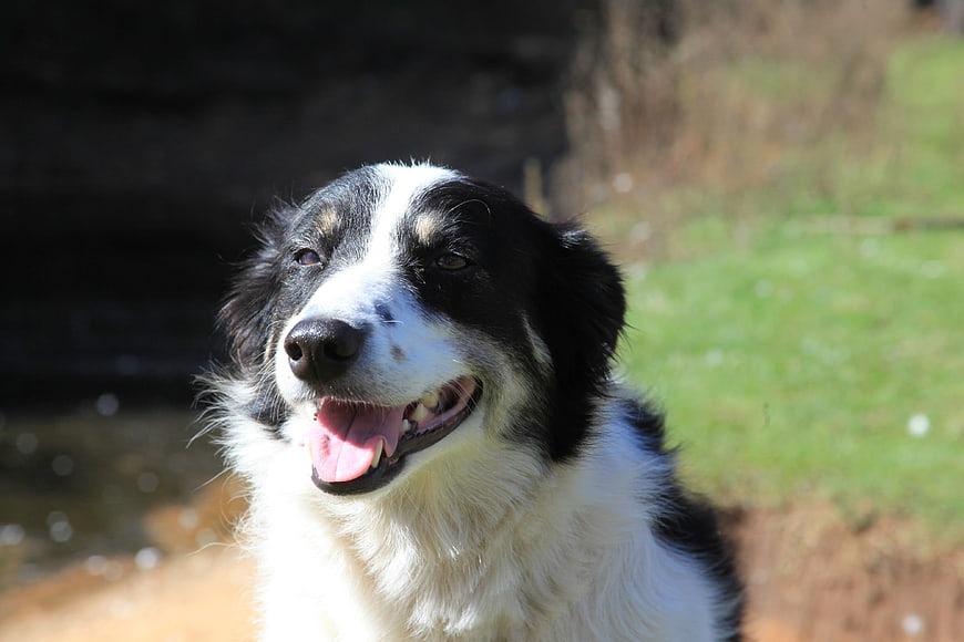 Happy Black and White Dog Portrait Outdoors