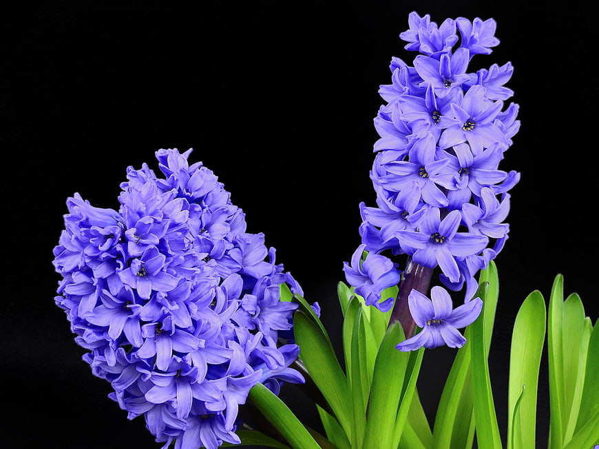 Vibrant Purple Hyacinth Flowers on Black Background