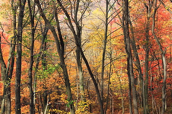 Vibrant Autumn Forest with Red, Orange, and Yellow Leaves