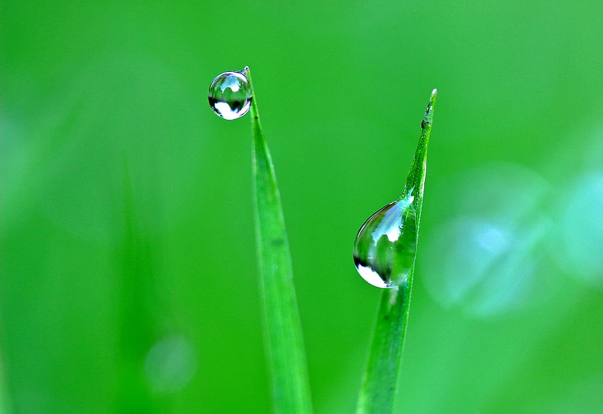 Macro Water Droplets on Green Grass Blades
