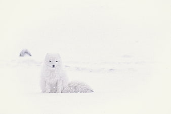 Arctic Fox Sitting in Snowy Winter Landscape