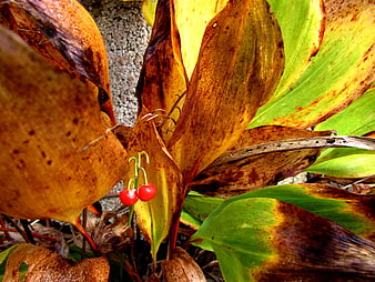 Close-up of red lily of the valley berries among autumn leaves