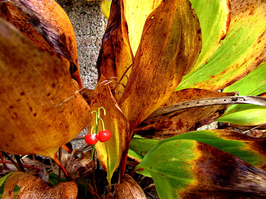 Close-up of red lily of the valley berries among autumn leaves