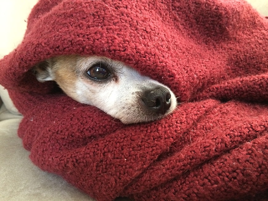 Adorable Chihuahua Dog Resting Cozy Under Red Knitted Winter Blanket