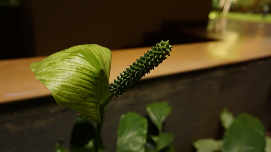 Close-up of Green Peace Lily Flower Bud