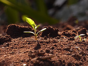 Young green plant sprout growing in rich brown soil