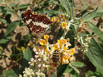 Small Tortoiseshell Butterfly and Honeybee on Butterfly Bush